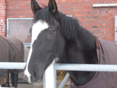 Dezember 2010, Januar 2011 047.JPG