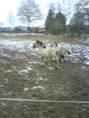 DSC01498.JPG (250.42 KiB) 22019-mal betrachtet DSC01498.JPG