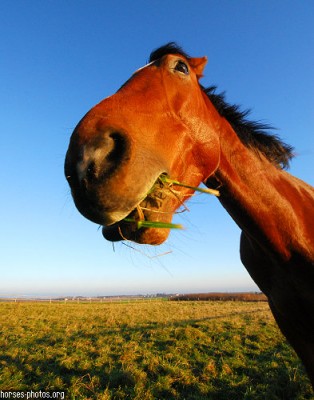 funny_horse_pics.jpg