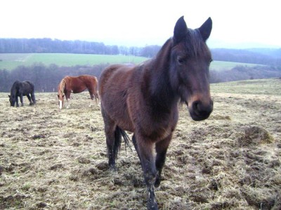Tiere 271.jpg