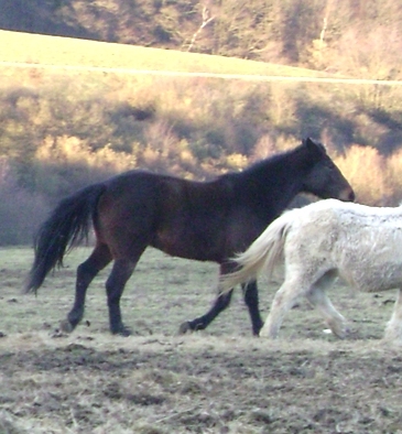 Tiere 334.jpg