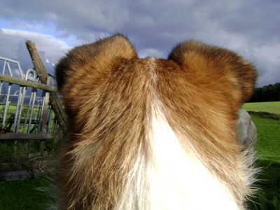 Tiere 199.jpg