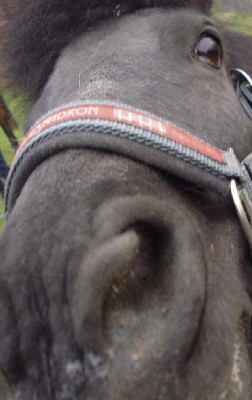 ricky.JPG (78.58 KiB) 11871-mal betrachtet ricky.JPG