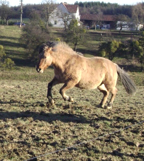 Tiere 323.jpg