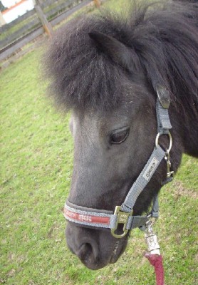 ricky 1.JPG (107.51 KiB) 8136-mal betrachtet ricky 1.JPG