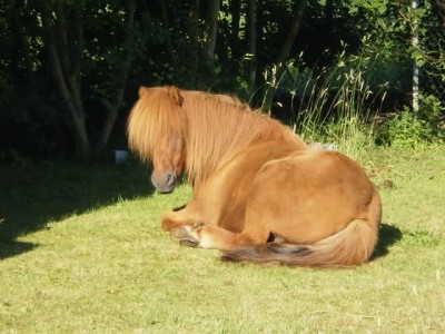 Funi im Garten.jpg