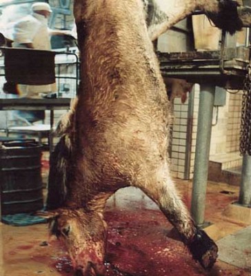 pferd05a.jpg