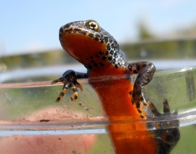 Bergmolch, Alpenmolch - Triturus alpestris (15).JPG