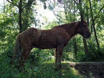 Fünerle.jpg (222.95 KiB) 21777-mal betrachtet Fünerle.jpg