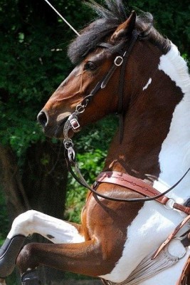 image.jpg (104.44 KiB) 21745-mal betrachtet image.jpg