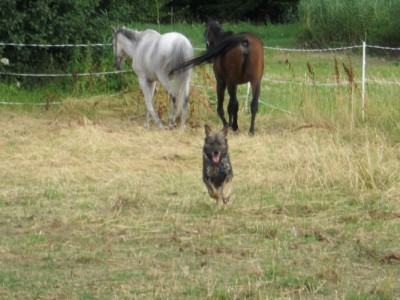 vari, ria, roxy.JPG