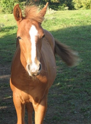 miss.jpg (59.7 KiB) 10404-mal betrachtet miss.jpg