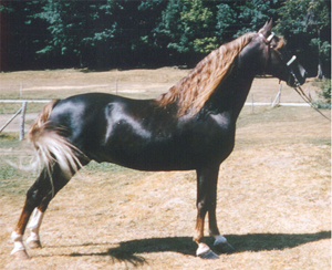 Morgan_horse.jpg