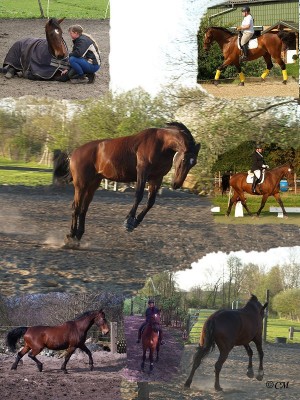 CollageCharles.jpg (163.31 KiB) 10366-mal betrachtet CollageCharles.jpg