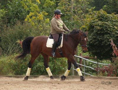 Dressur2.jpg (71.88 KiB) 10361-mal betrachtet Dressur2.jpg