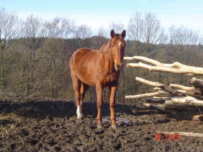 11.02.08 026.JPG (191.41 KiB) 12506-mal betrachtet 11.02.08 026.JPG