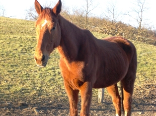 Kopie von Bild 015.jpg