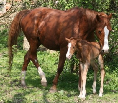 April 091-3.jpg (65.08 KiB) 17370-mal betrachtet April 091-3.jpg