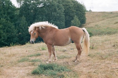 t001-006.jpg