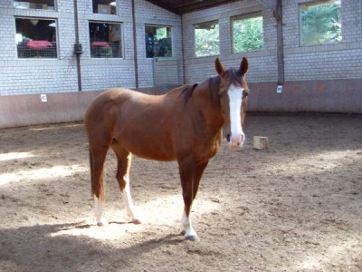 Niki2.jpeg (61.55 KiB) 9653-mal betrachtet Niki2.jpeg