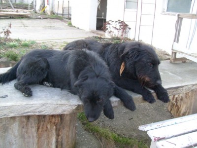 Mine und Kira-1.JPG