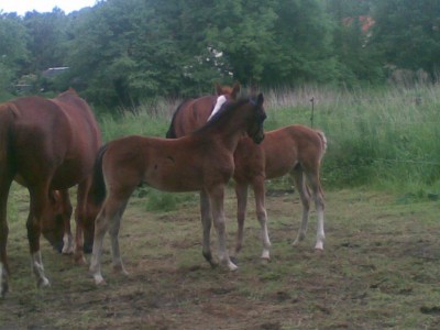 18052009(002).jpg (120.93 KiB) 16949-mal betrachtet 18052009(002).jpg