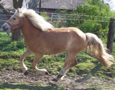 Meddi Galopp.jpg (59.33 KiB) 12915 mal betrachtet Meddi im Galopp