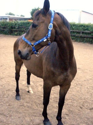 Tiraaaa (klein).JPG