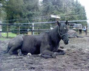 pferd.JPG