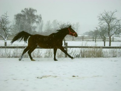 DSC07418.JPG (64.18 KiB) 10248-mal betrachtet DSC07418.JPG