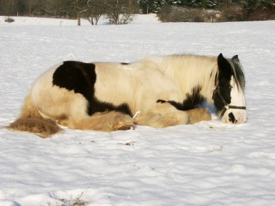 2006-01-28_10.55.15_0004.jpg (91.2 KiB) 10766-mal betrachtet 2006-01-28_10.55.15_0004.jpg