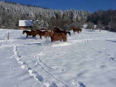 2007-01-25_11.49.30_0003.jpg (221.64 KiB) 10214-mal betrachtet 2007-01-25_11.49.30_0003.jpg