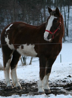 IMG_8823.jpg (250.95 KiB) 9955-mal betrachtet IMG_8823.jpg