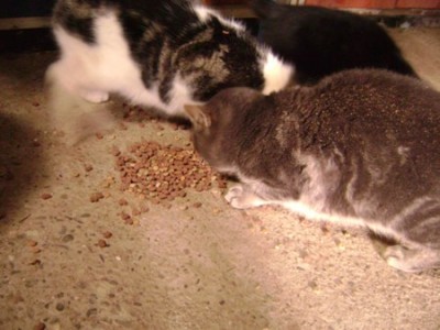 Tiere 009.jpg