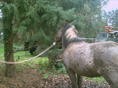 meine pferdchen 020.JPG