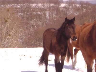 Tiere 022.jpg