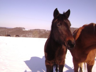 Tiere 025.jpg