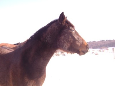 Tiere 026.jpg