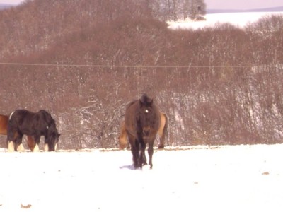 Tiere 028.jpg