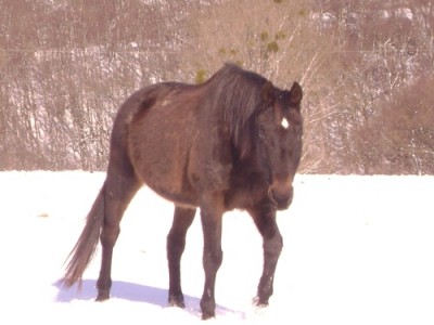 Tiere 029.jpg
