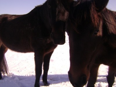 Tiere 031.jpg