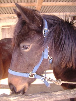 Tiere 033.jpg