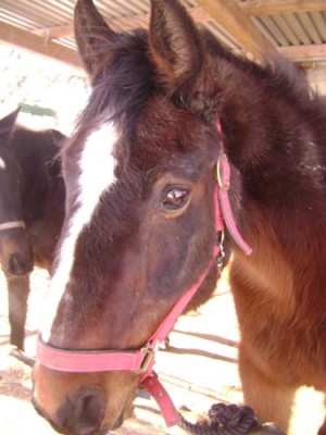 Tiere 034.jpg