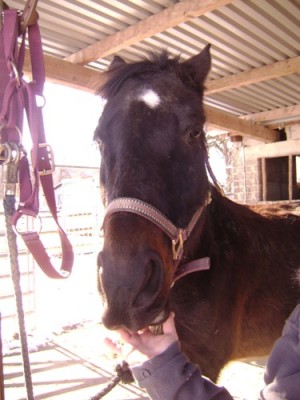 Tiere 040.jpg