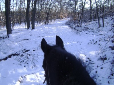 Tiere 046.jpg