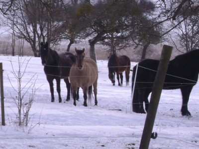 Tiere 049.jpg