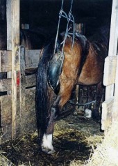 Premarin-Stuten.jpg 3.jpg