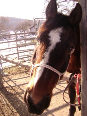 Tiere 060.jpg
