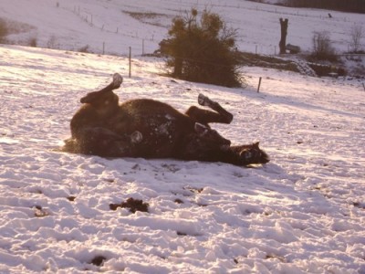 Tiere 067.jpg