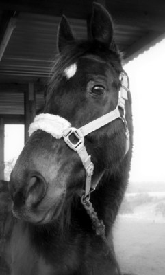Tiere 075-1.jpg